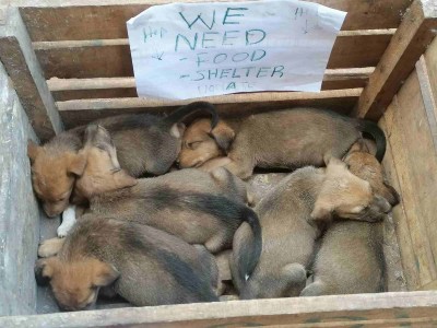 Shelter buiding