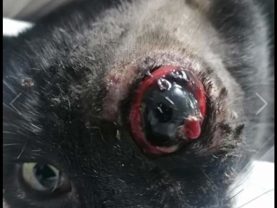 Sick cat need help