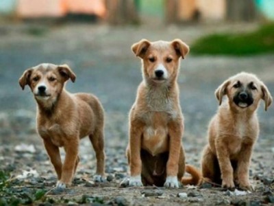 Help us set an animal rescue center in Canada