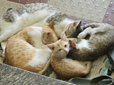 Needs Funds to Save Homeless Cats and Dogs