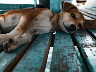 Save our terribly injured Cats and dogs