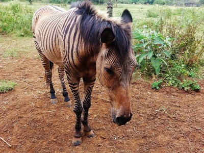 Wildlife orphanage
