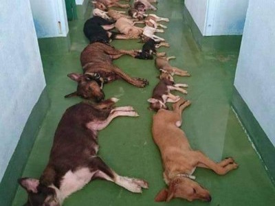 Let's Save Dogs Lives