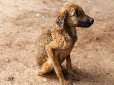 To help to poor Dogs