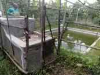 Help in conservation of endengered fish spices Uganda