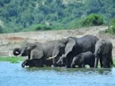 Bee hives facing can promote end of human elephant conflicts in Kasese municipal Uganda