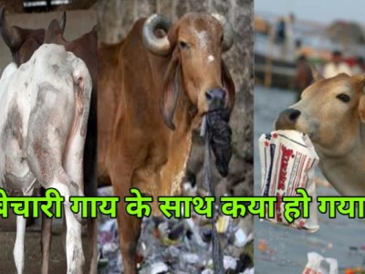 Help For Injured and destitute animals