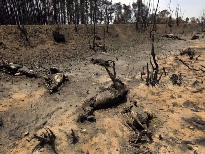 Let's Restore the nature