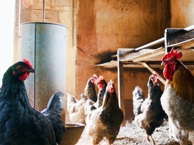 Save animels after covid situation