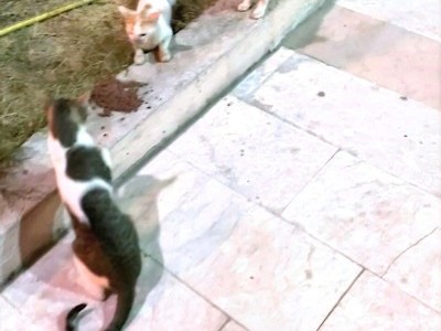 Paws of hope
