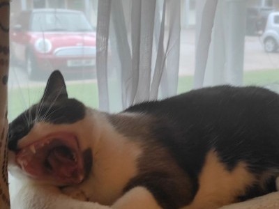 Saving cat's from millitary zone