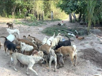 SAVE THE POOR DOGS