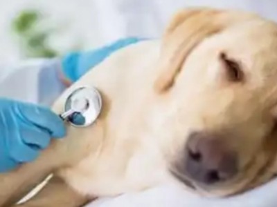 Save my dying animal