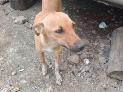 Feeding stray dogs.