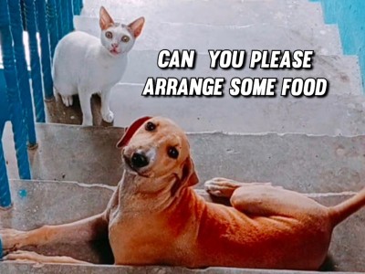 Need Fund for Cat Food 13 Stray Cats Their Babbies and 5 Dogs My EasyPaisa : 03142269708