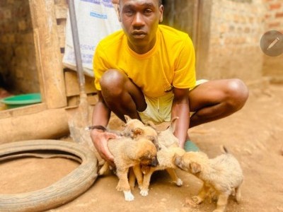 SAEED SAHAFU ANIMAL RESCUE