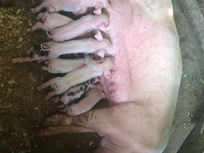 Feed pigs in lavedale farm.