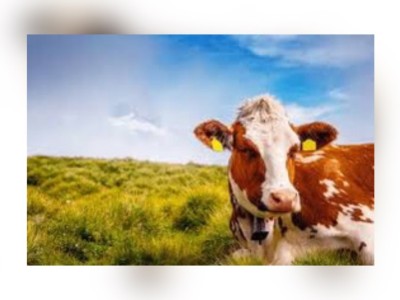Let's save the cows from death.
