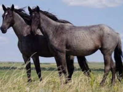 Need money to open a horse farm place