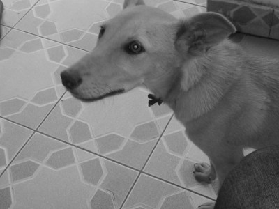 Save puppies