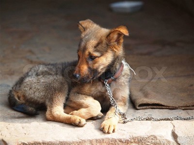Need help for my little dog help house