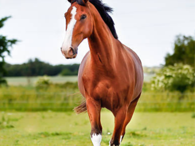 build a horses farm needed fund
