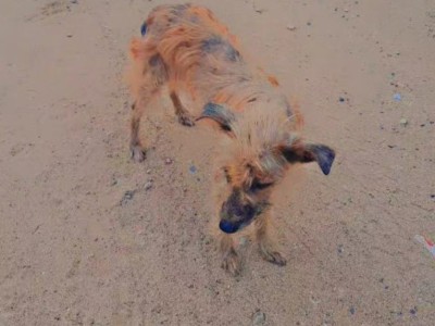 Let's save her and others around mombasa island