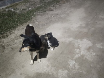 Shelter and food for steet animals