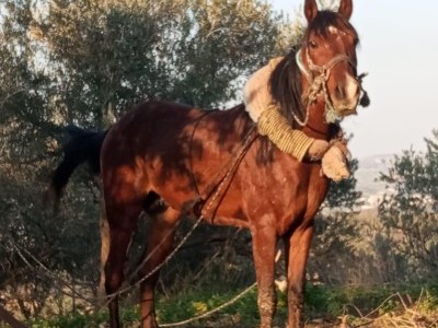 Help me, please, help my horse. I can no longer even feed him,