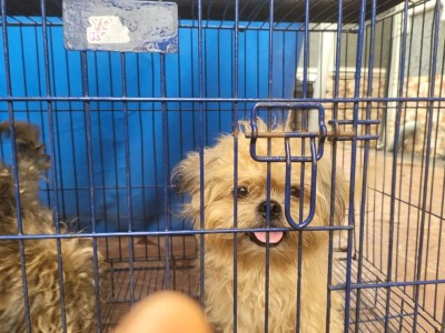 PET PARLOR DOG