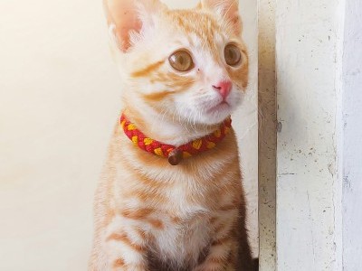 Help me cat