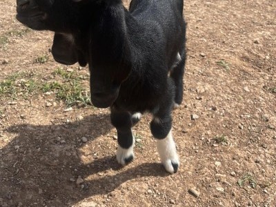 Raising baby sheeps - war zone