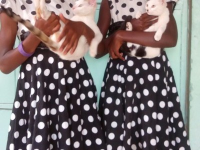 An Orphanage For desperate Cats & Pets
