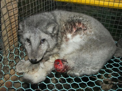 Dog need of emergency surgery