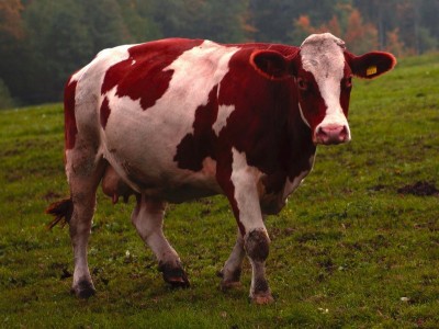 I need to make a farm with cows