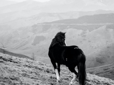 Urgent Needed Funds For Horse