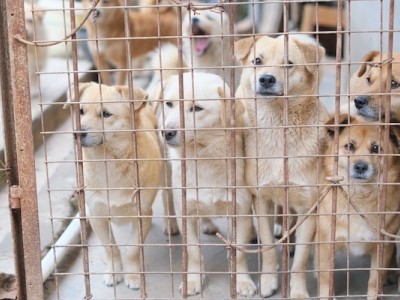 Emergency Funds Needed For Animal Shelter
