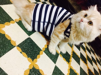 Save my cat