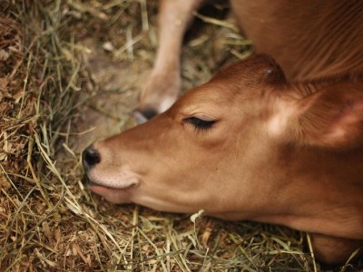 Help me Feed Animals in Need
