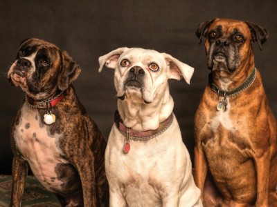 Save the dogs of Ukraine