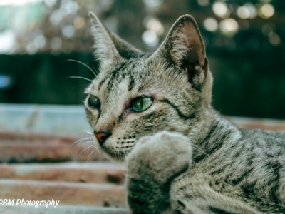 Saving Cats