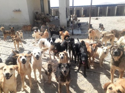 Rescue Paws: A Race Against Time