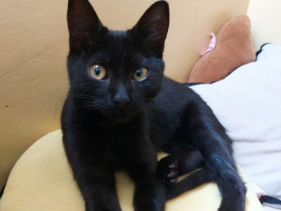 Help my cat get neutered/spayed