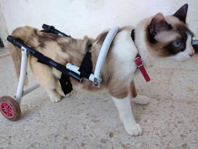help us to make lives these animals better