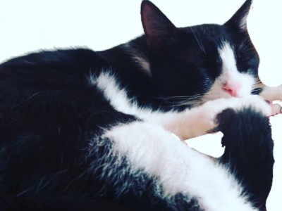 I want to build a monument for my cat