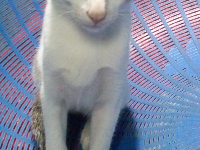 save for cats