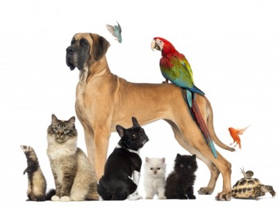 Animals Care