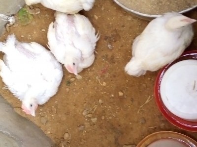 Chicken fund raiser