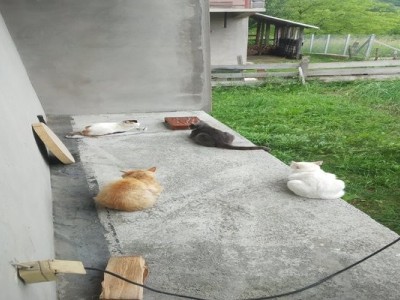 Donate for cat shelter