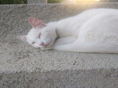 Let's make cats shelter together